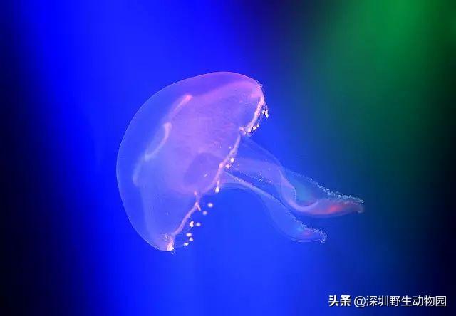 精准预测，三期内必开一期的奥秘