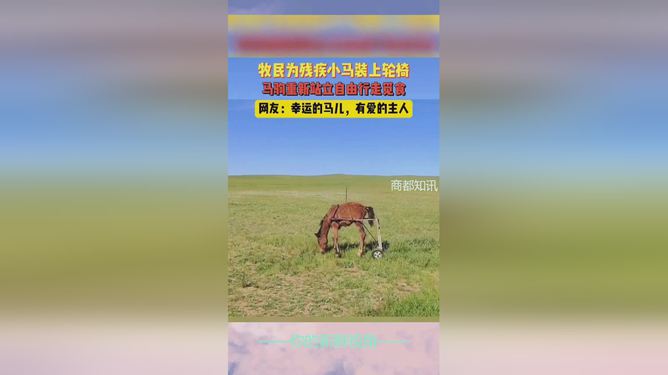 今日特马，揭秘幸运的瞬间与智慧的选择