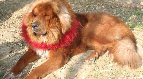 藏獒论坛，探索中国犬类爱好者的精神家园