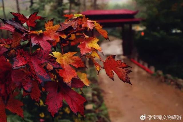 探秘红叶高手联盟，一个关于热爱与传承的传奇
