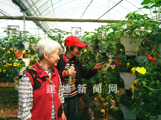 水果奶奶论坛，连接健康与快乐的绿色桥梁