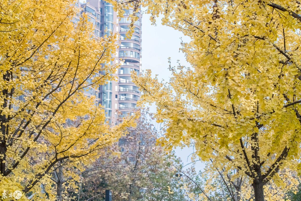 东方树叶系列，传统与现代的完美融合