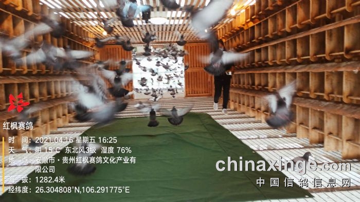 探索中国中鸽信息网，搭建养殖与交流的桥梁