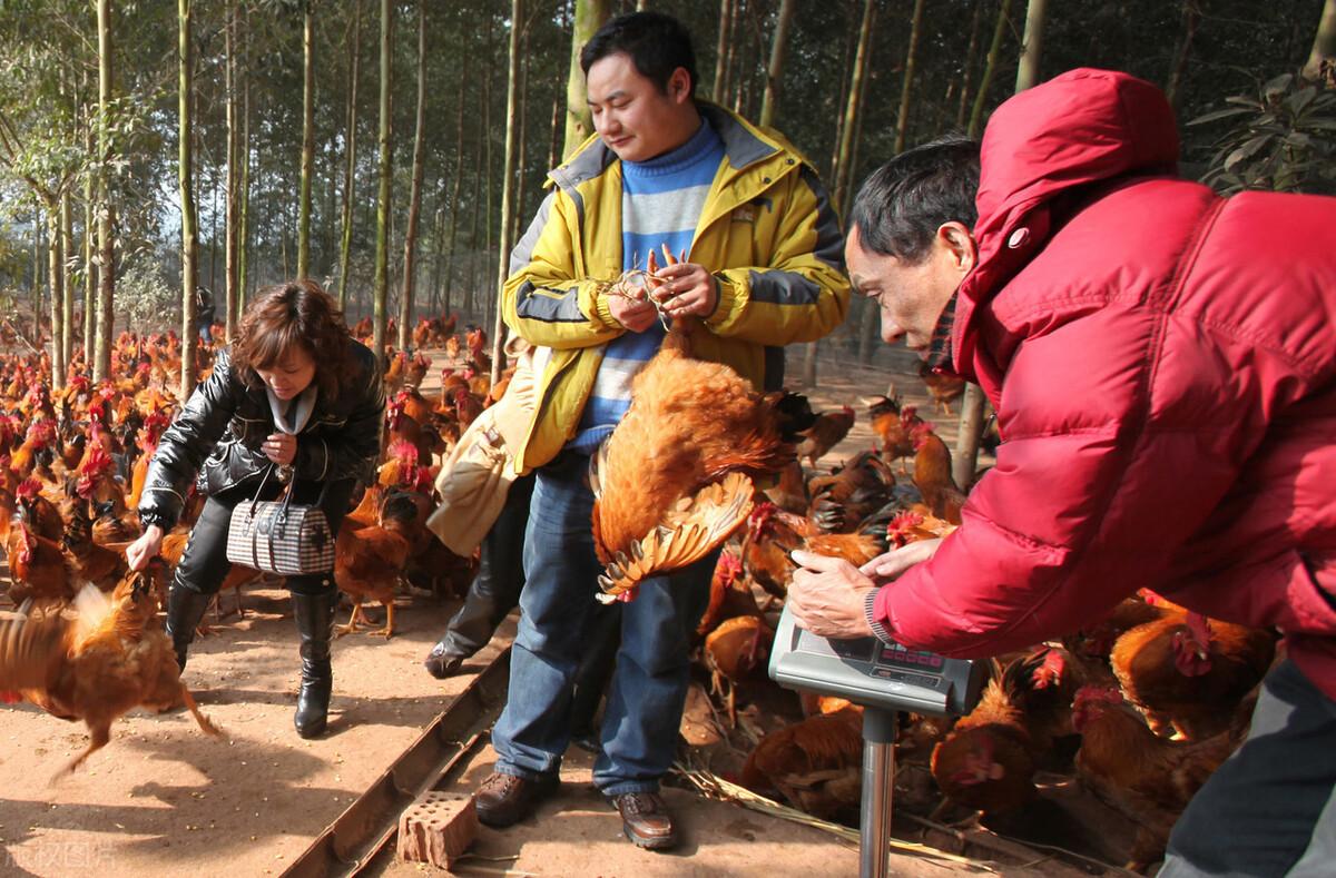 鸡蛋信息网，解锁养殖与消费的智慧之门