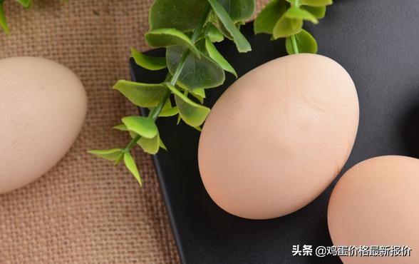 鸡蛋早报，探索一鸡网的全面信息与市场动态