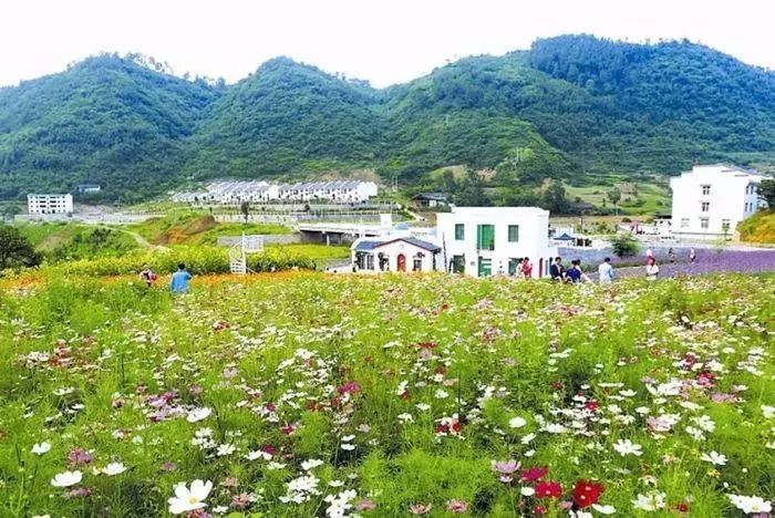 麻城新闻特讯，乡村振兴战略下的小镇新貌