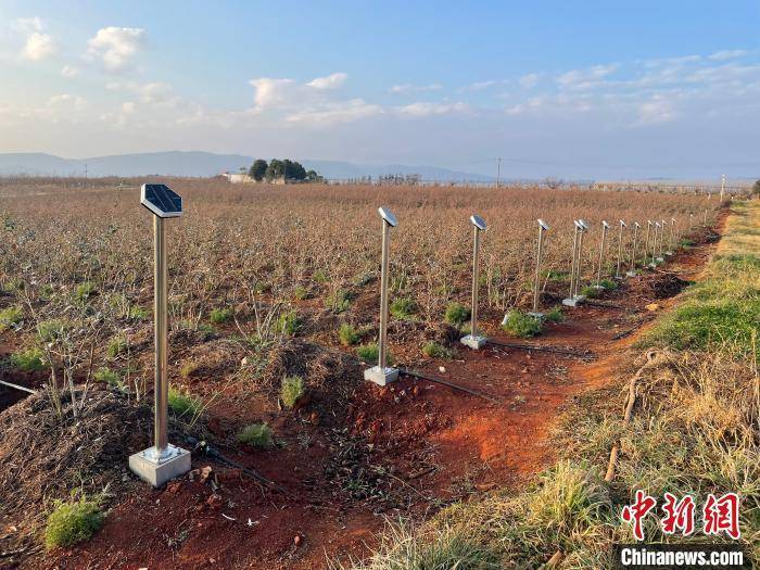 棉花种植面积查询平台，助力农业精准决策的智慧工具
