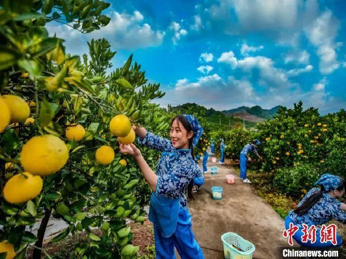 探秘中国花生之乡，南溪的金果传奇