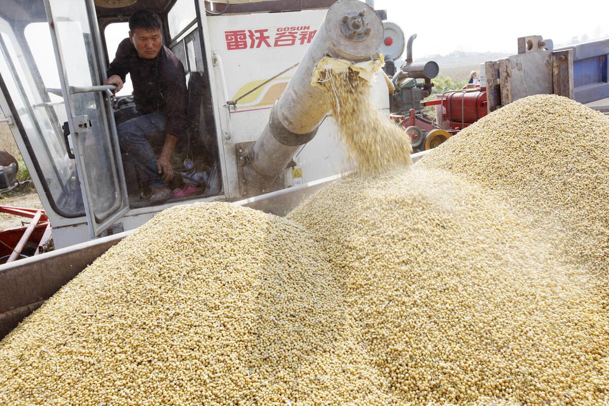 大豆粮油信息网,连接生产与消费的桥梁